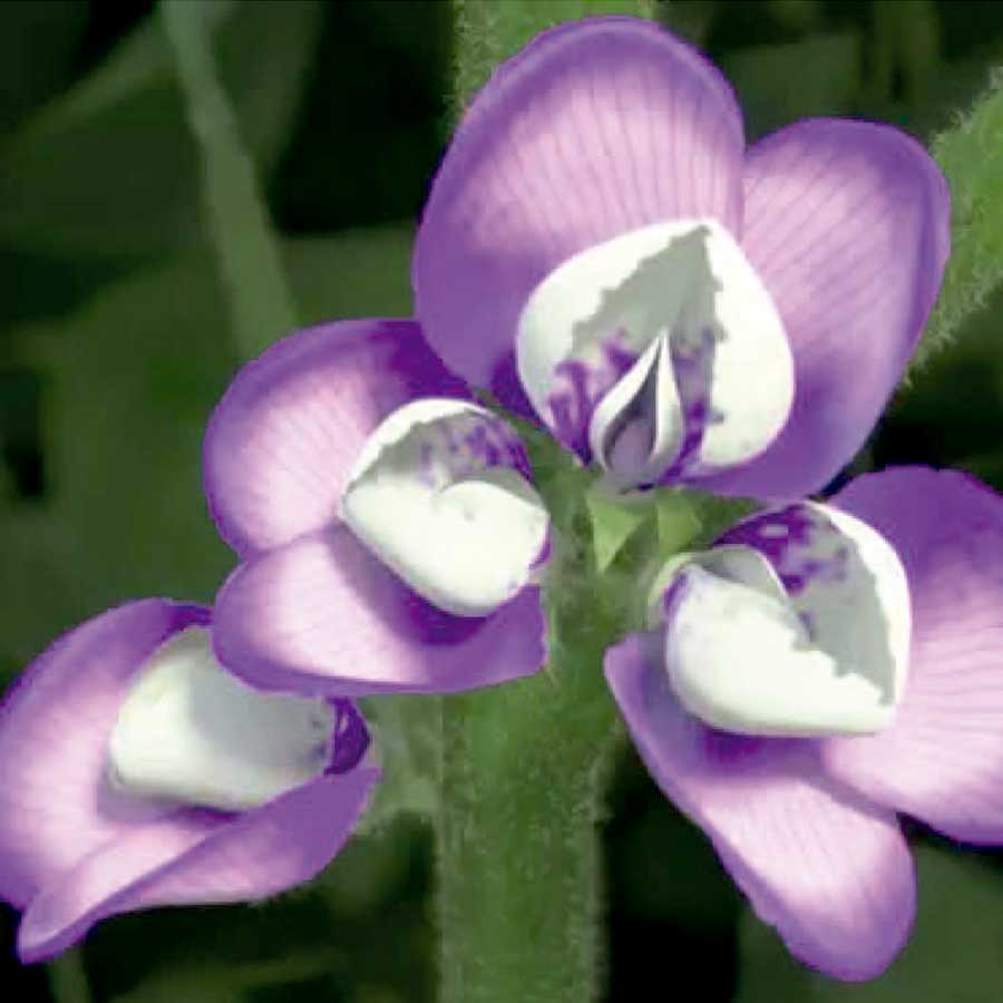 LifeCrop-CBZ2
