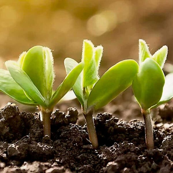Start-Seed-Bio2