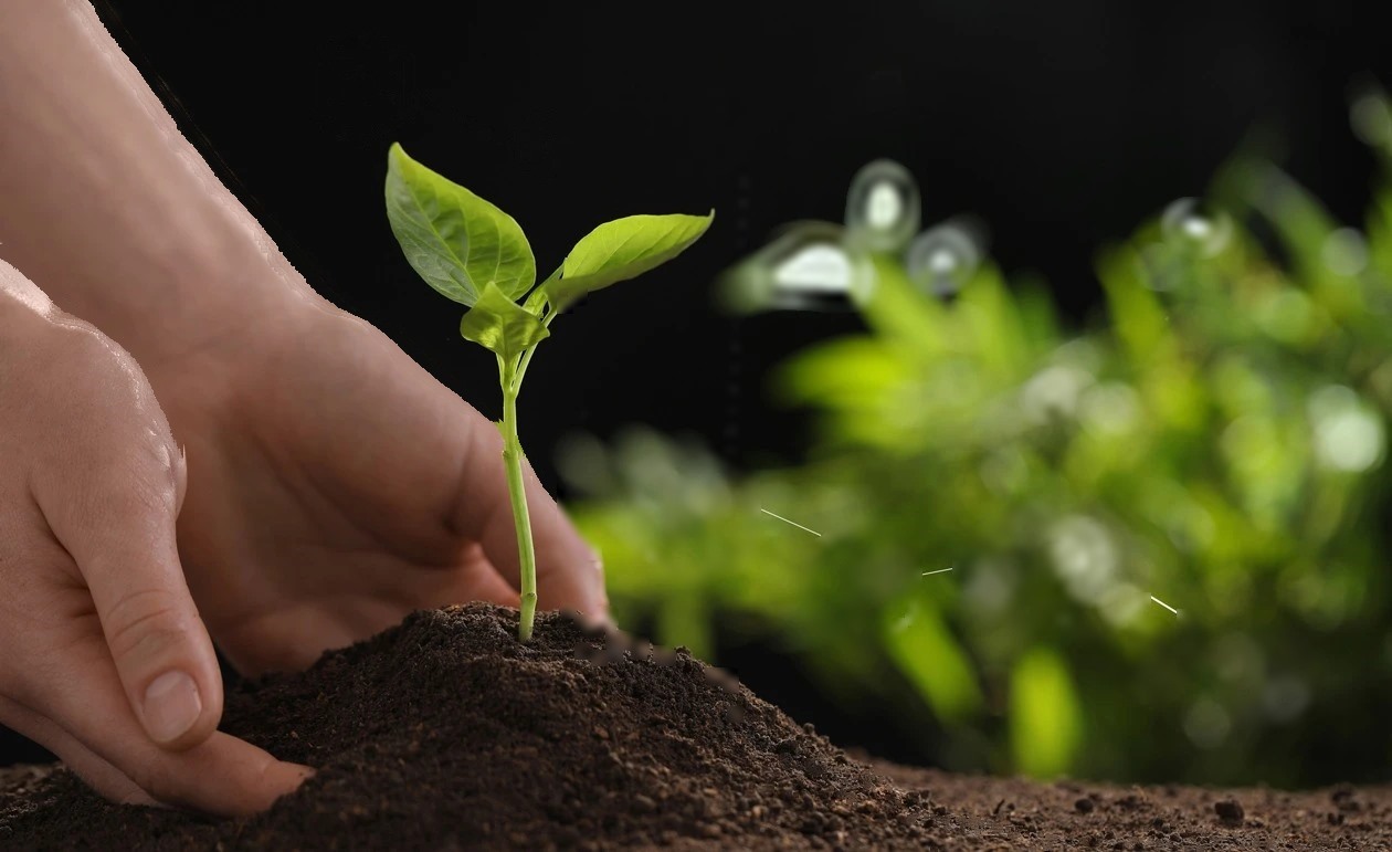 Manos plantando un plantin en la tierra