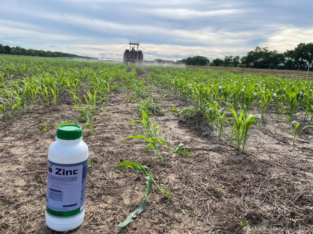 Bio Zinc en un lote de maiz, con la pulverizadora al fondo