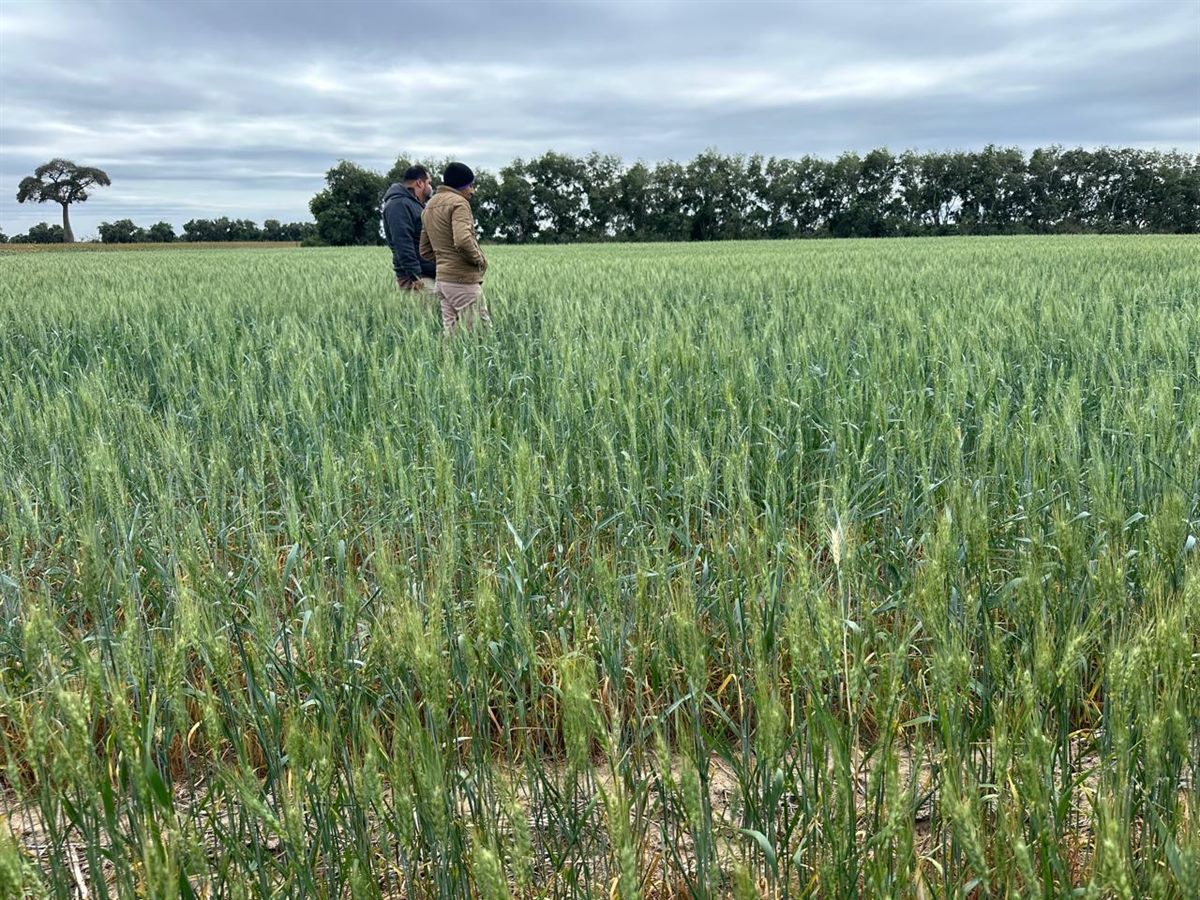 Tecnico revisando un campo de sorgo