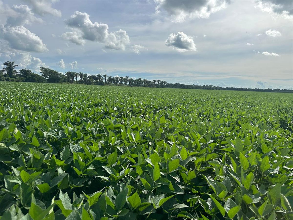 Lote de soja cerrado